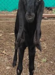 beetal-goat-1723884169-7568135