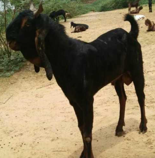 Bakra Black