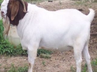 boer-goat-1673679302-6718808