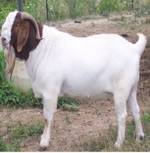 Boer Bakra