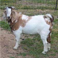 doper-sheep-and-boer-goat-1652993988-6347831