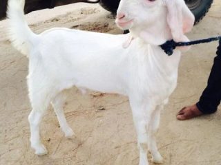 sojat-goats-1696751594-7119948