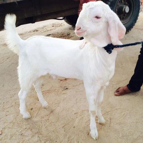 White Sojat Male Goat